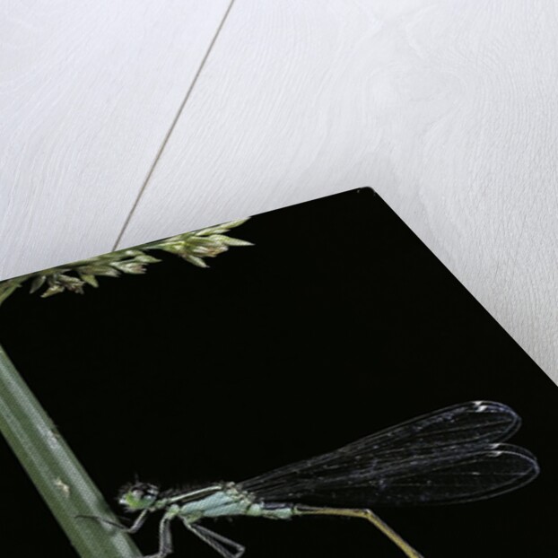 Ischnura elegans (blue-tailed damselfly) by Anonymous