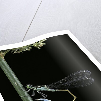 Ischnura elegans (blue-tailed damselfly) by Anonymous