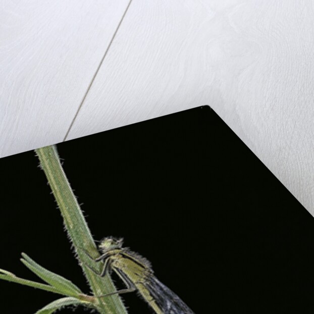 Ischnura elegans (blue-tailed damselfly) by Anonymous