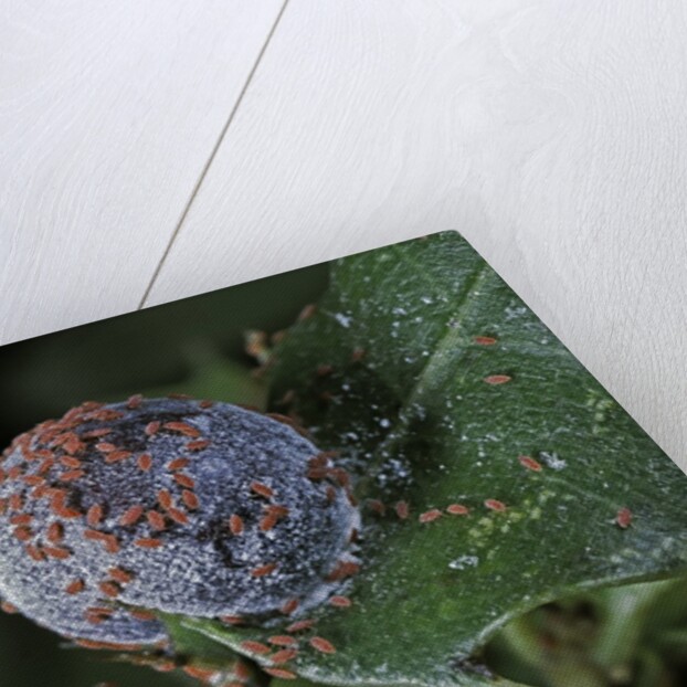 Kermes vermilio (kermes berry) - female with larvae by Anonymous
