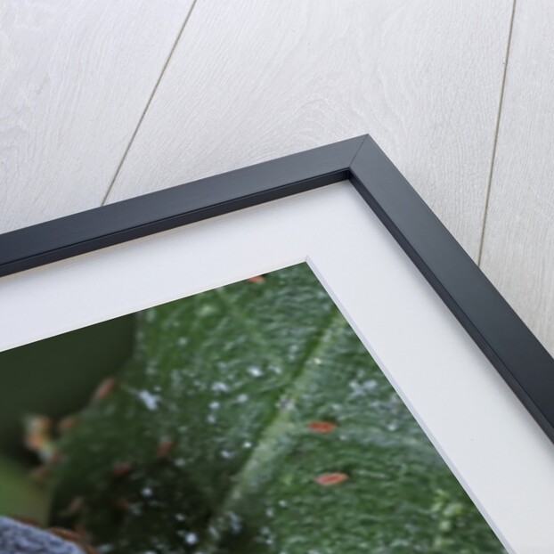 Kermes vermilio (kermes berry) - female with larvae by Anonymous