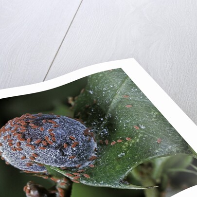 Kermes vermilio (kermes berry) - female with larvae by Anonymous