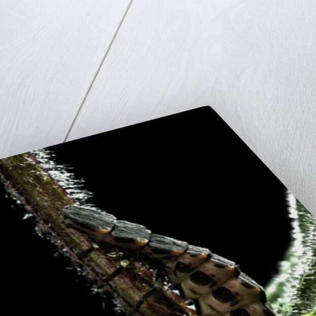 Lampyris noctiluca (common glow-worm) by Anonymous