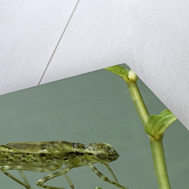 Dragonfly larva by Anonymous