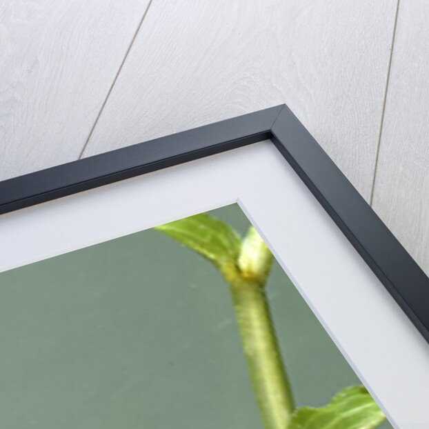 Dragonfly larva by Anonymous