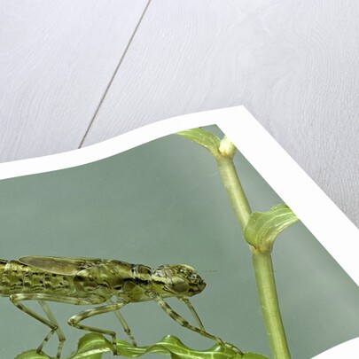 Dragonfly larva by Anonymous