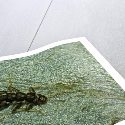 Stonefly larva in water by Anonymous