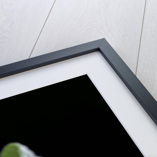 Leptinotarsa decemlineata (Colorado potato beetle) by Anonymous