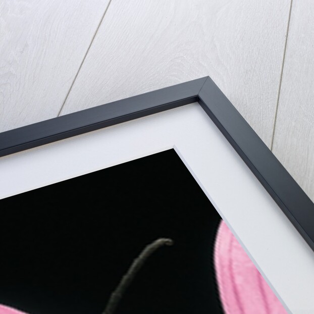 Leptura aurulenta (longhorn beetle) by Anonymous