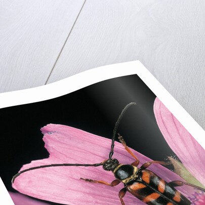 Leptura aurulenta (longhorn beetle) by Anonymous