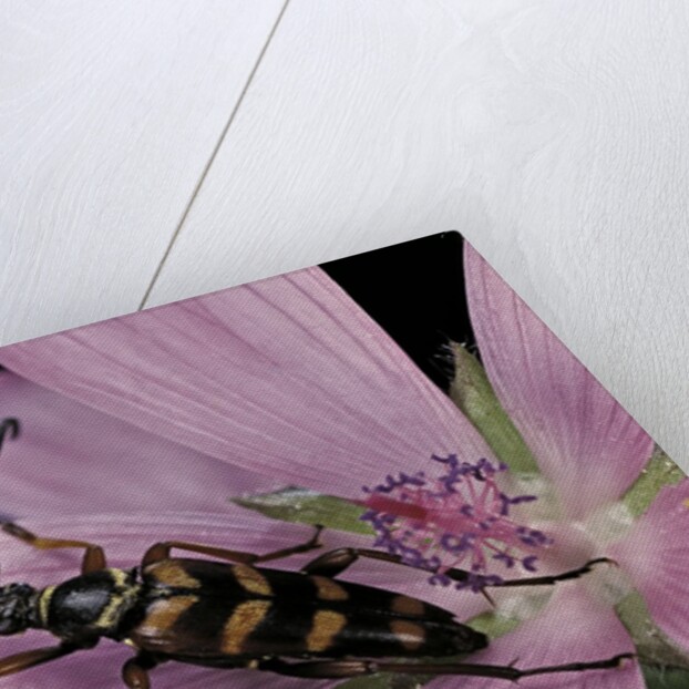 Leptura aurulenta (longhorn beetle) by Anonymous