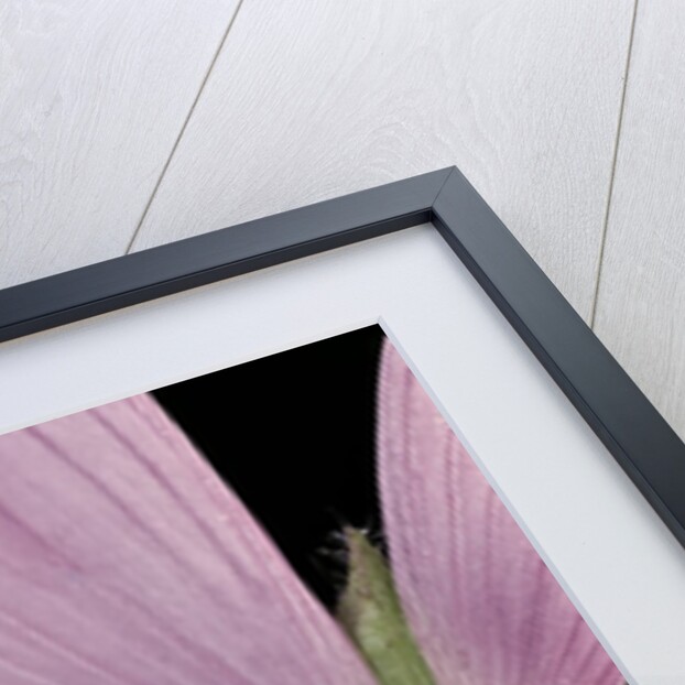 Leptura aurulenta (longhorn beetle) by Anonymous