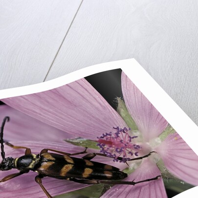 Leptura aurulenta (longhorn beetle) by Anonymous