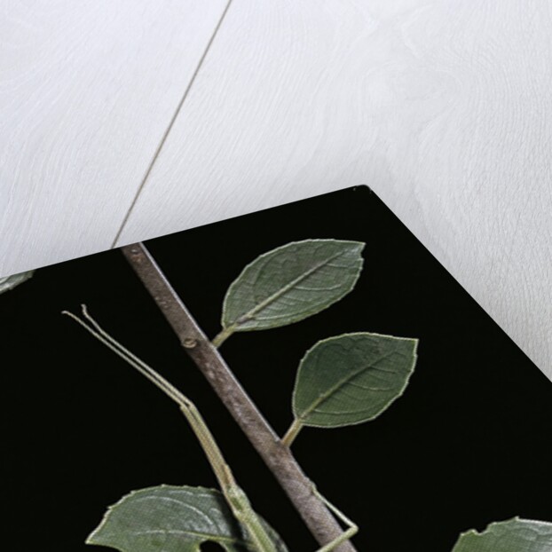 Leptynia hispanica (spanish stick insect) by Anonymous