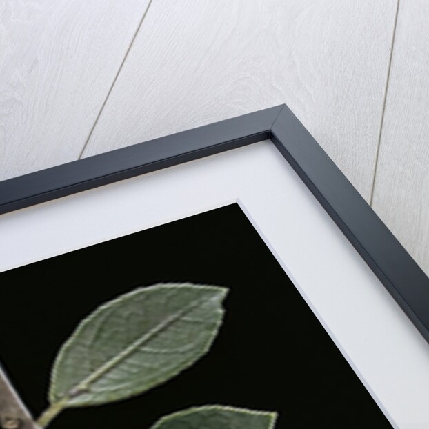 Leptynia hispanica (spanish stick insect) by Anonymous