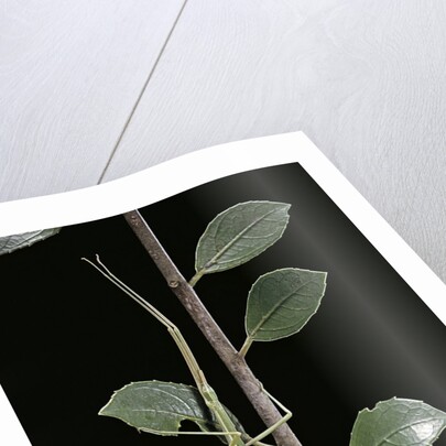 Leptynia hispanica (spanish stick insect) by Anonymous