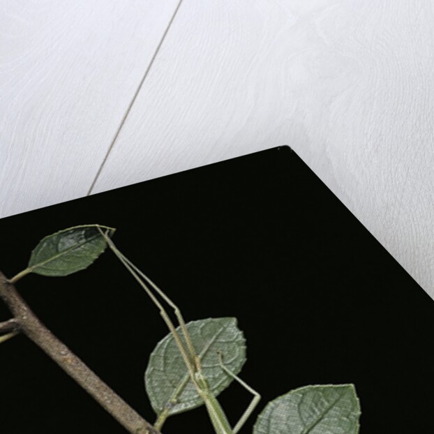 Leptynia hispanica (spanish stick insect) by Anonymous