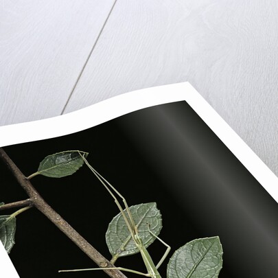 Leptynia hispanica (spanish stick insect) by Anonymous