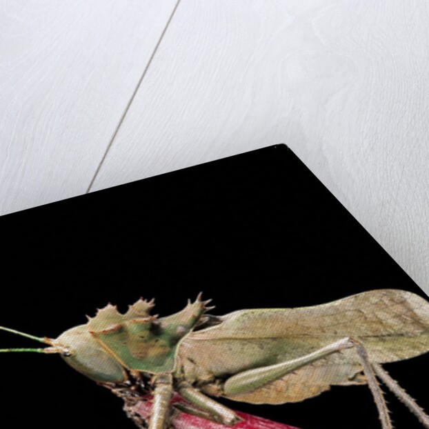Lesina intermedius (bushcricket) by Anonymous