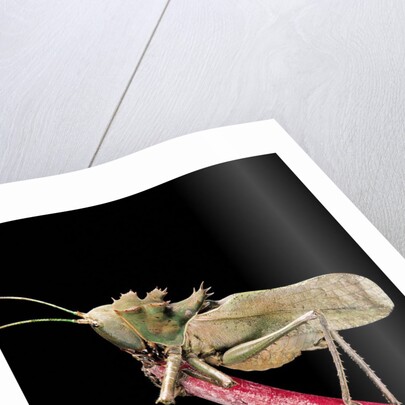 Lesina intermedius (bushcricket) by Anonymous