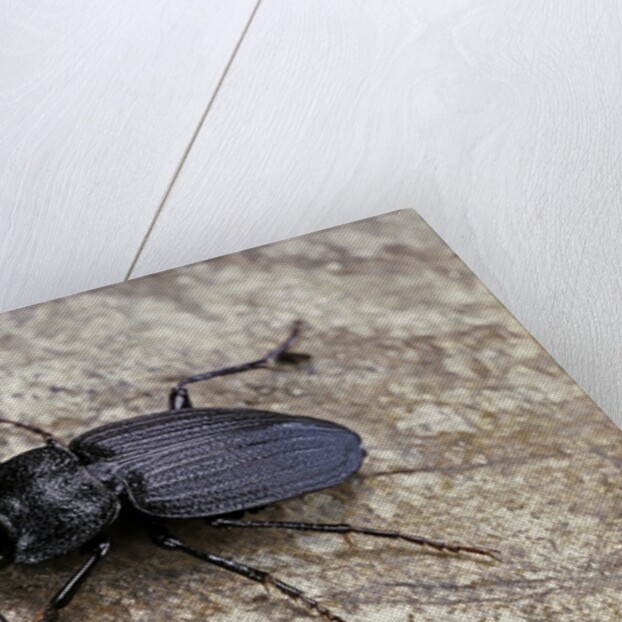 Licinus punctatulus (ground beetle) by Anonymous