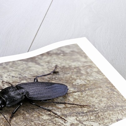 Licinus punctatulus (ground beetle) by Anonymous