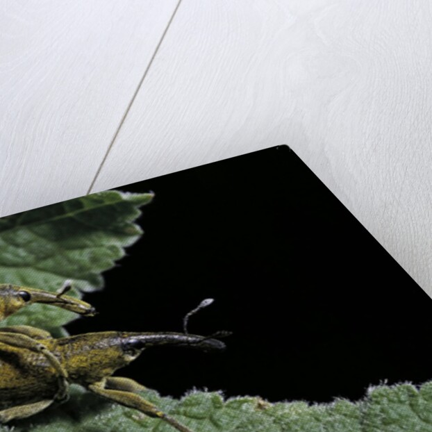 Lixus algirus (weevil) - mating by Anonymous