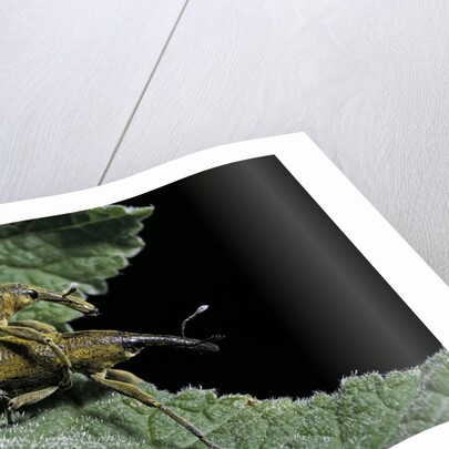 Lixus algirus (weevil) - mating by Anonymous