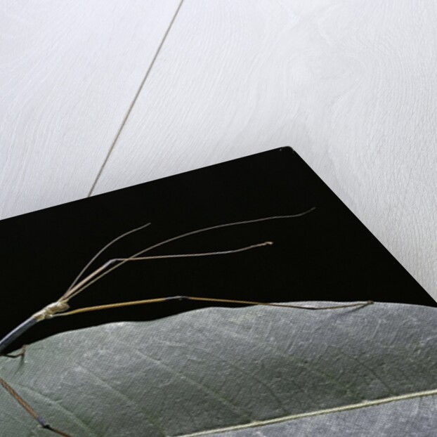 Lopaphus caesius (stick insect) by Anonymous