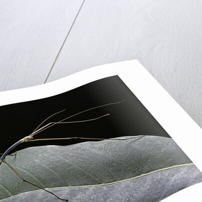 Lopaphus caesius (stick insect) by Anonymous