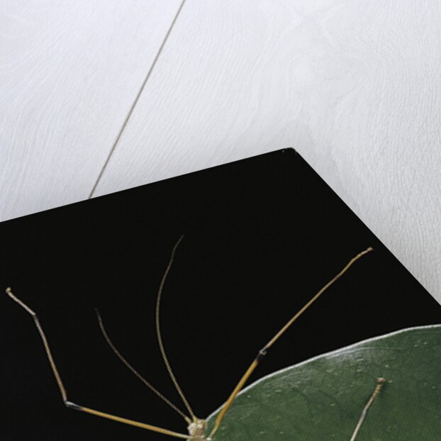 Lopaphus caesius (stick insect) by Anonymous