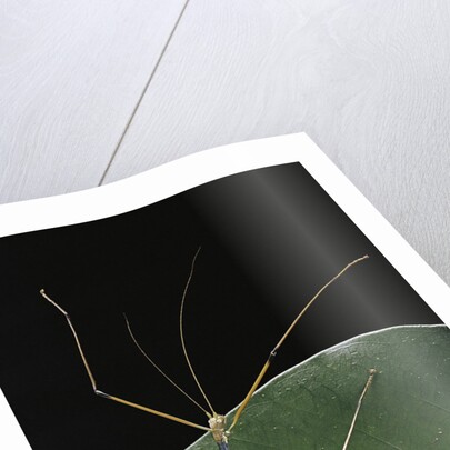Lopaphus caesius (stick insect) by Anonymous
