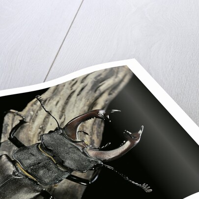 Lucanus cervus (stag beetle) - male by Anonymous