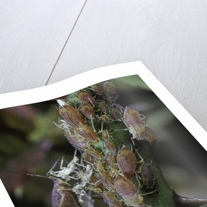Macrosiphum rosae (rose aphid) by Anonymous