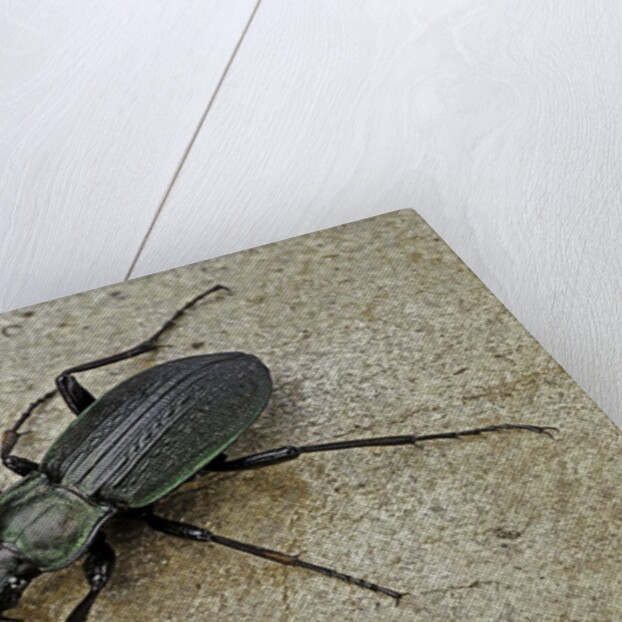 Carabus morbillosus cheminorum (ground beetle) by Anonymous