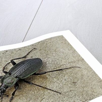 Carabus morbillosus cheminorum (ground beetle) by Anonymous