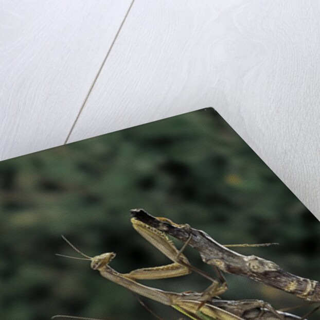 Mantis religiosa (praying mantis) - mating by Anonymous