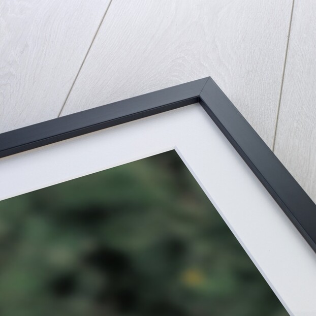 Mantis religiosa (praying mantis) - mating by Anonymous