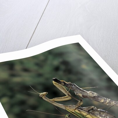 Mantis religiosa (praying mantis) - mating by Anonymous