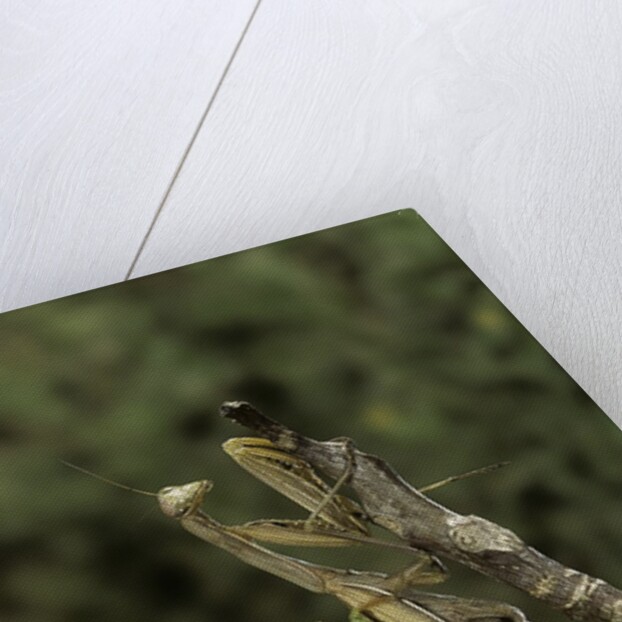 Mantis religiosa (praying mantis) - mating by Anonymous
