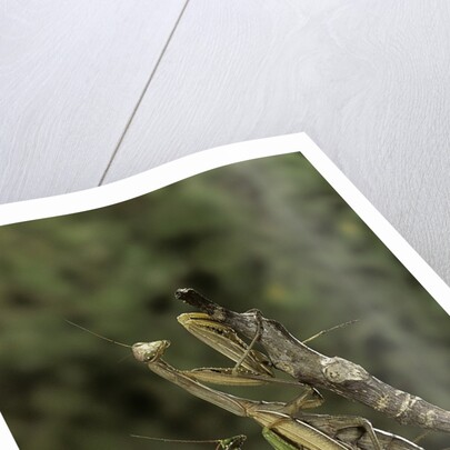 Mantis religiosa (praying mantis) - mating by Anonymous