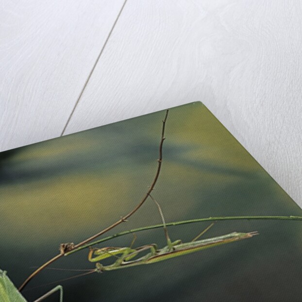 Mantis religiosa (praying mantis) - male with female by Anonymous