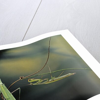 Mantis religiosa (praying mantis) - male with female by Anonymous