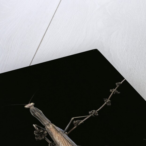 Mantis religiosa (praying mantis) - male with female by Anonymous