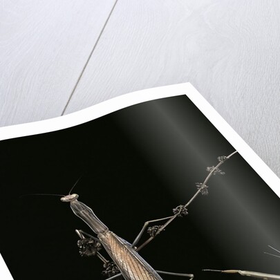 Mantis religiosa (praying mantis) - male with female by Anonymous