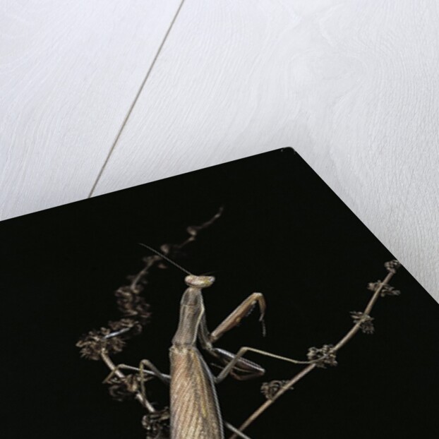 Mantis religiosa (praying mantis) - male with female by Anonymous
