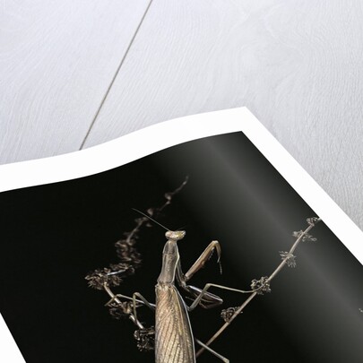 Mantis religiosa (praying mantis) - male with female by Anonymous