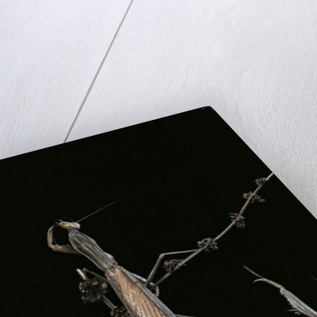 Mantis religiosa (praying mantis) - male with female by Anonymous