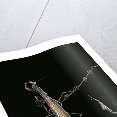 Mantis religiosa (praying mantis) - male with female by Anonymous