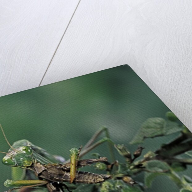 Mantis religiosa (praying mantis) - feeding on a grasshopper by Anonymous